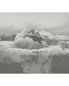 If These Trees Could Talk - The Bones of a Dying World CD