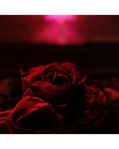 The Paper Kites - Roses (180g) (Cherrybomb Vinyl) LP