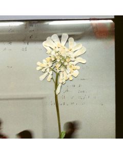 Daughter - Stereo Mind Game CD