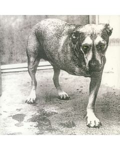 Alice In Chains - Alice In Chains (30th Anniversary) (Highlighter Yellow Vinyl) LP