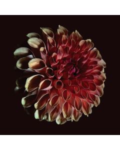 Jessica Moss (20. Jahrhundert) - Unfolding CD