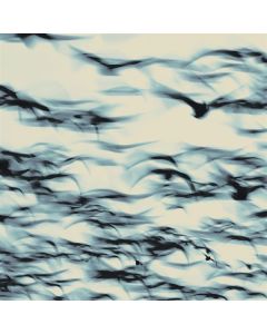 Bellbird - The Call CD
