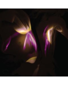 Shedir (Martina Betti) - Before The Last Light Is Blown LP