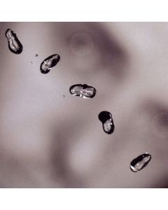 Peter Gabriel - Up CD