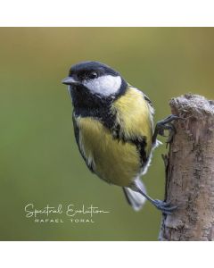 Rafael Toral - Spectral Evolution LP