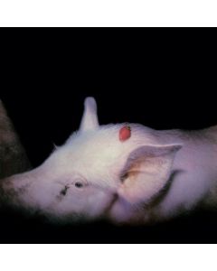 The Damned - Strawberries (40th Anniversary Edition) CD