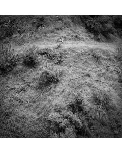 Anna Tivel - Animal Poem LP