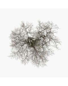 John Metcalfe - Tree LP