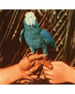 Andrew Bird - Are You Serious CD