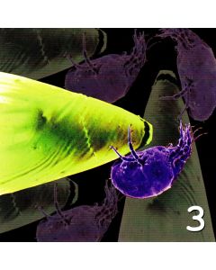 Industrial Hazard (Three) CD