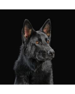 Die Nerven - Die Nerven CD