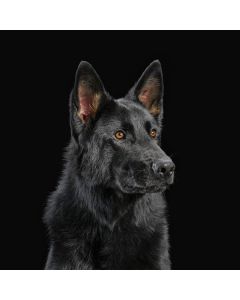 Die Nerven - Die Nerven (Orange Vinyl) LP