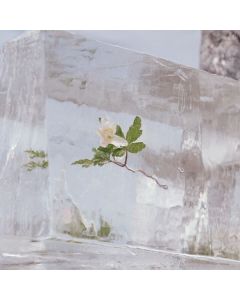 Efterklang - Windflowers CD