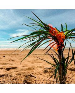 A Burial At Sea - A Burial At Sea (5-Year-Anniversary) (Limited Edition) (Multicolored Vinyl) LP