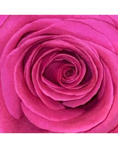 Bilderbuch - Gelb ist das Feld (180g) LP