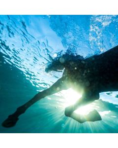 Dream Nails - You Wish CD