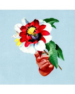 Maribou State - Kingdoms In Colour CD