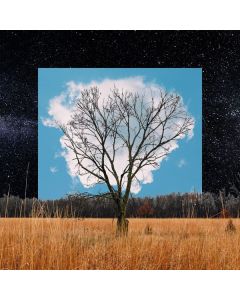 Fink        (UK) - Bloom Innocent CD