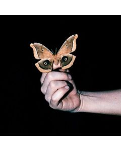 Soulwax - All Systems Are Lying CD