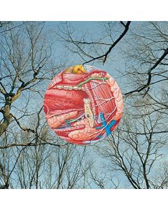 They Might Be Giants - Glean CD