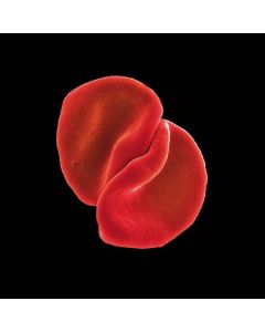 Peter Gabriel - Scratch My Back CD