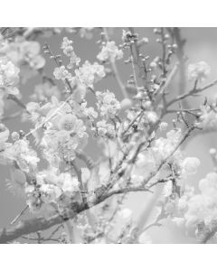 Masabumi Kikuchi (1939-2015) - Hanamichi: The Final Studio Recording Vol. II CD