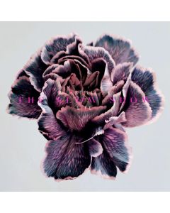 The Slow Show - Still Life (Limited Edition) (White Vinyl) LP