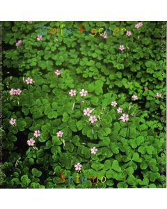 Delia Fischer • Antonio CD