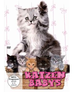 Katzenbabys 1 DVD