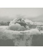 If These Trees Could Talk - The Bones of a Dying World CD