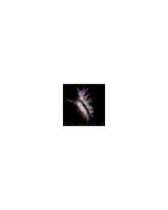 Sub Focus - Evolve CD