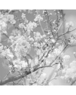 Masabumi Kikuchi (1939-2015) - Hanamichi: The Final Studio Recording Vol. II CD